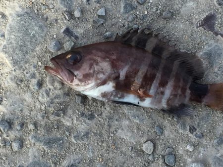 尺アジ1匹、メバル、ベラ、コアジ