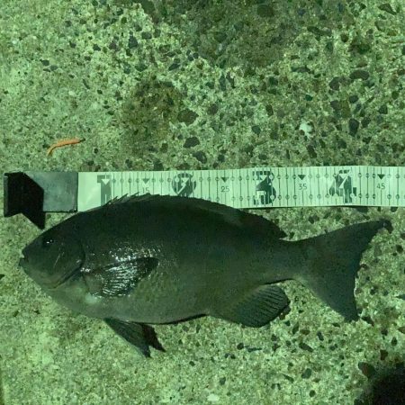 夜明け前のRIDEON！