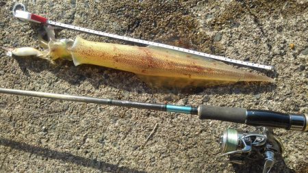 パ・ラ・ソ・ル?