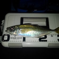 (尺アジ)フロートゲーム