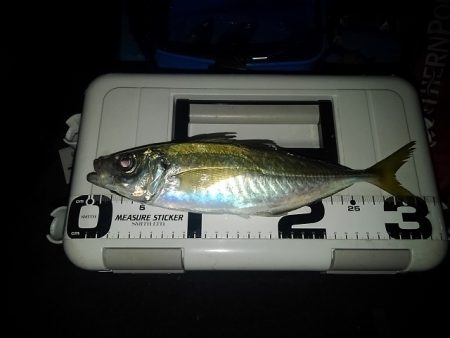 (尺アジ)フロートゲーム