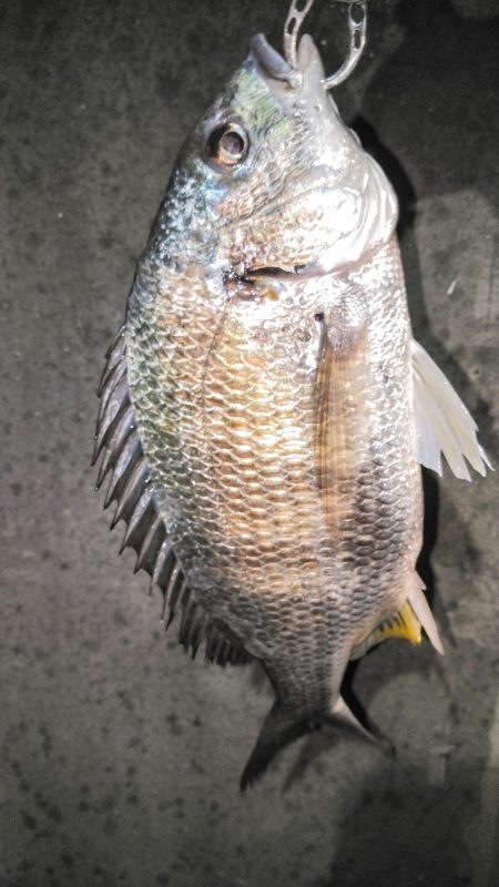 この辺はまだちょっとはやいかなぁ