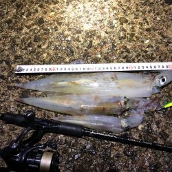 2021 佐渡ヶ島ヤリイカエギング