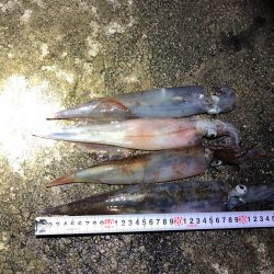 2021 佐渡ヶ島ヤリイカエギング