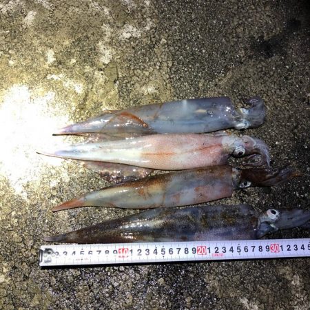 2021 佐渡ヶ島ヤリイカエギング