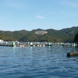 カセでグレを狙って