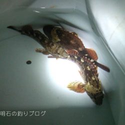 カサゴポツポツ