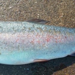 深日港 サクラマス