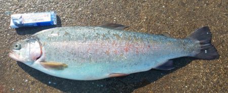 深日港 サクラマス