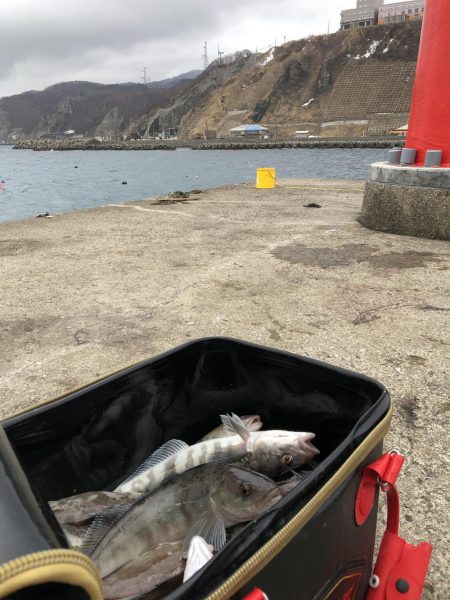 ショアジギでホッケゲーム