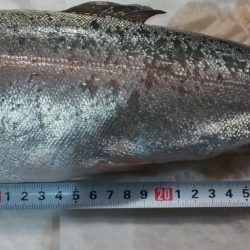 深日港 サクラマス