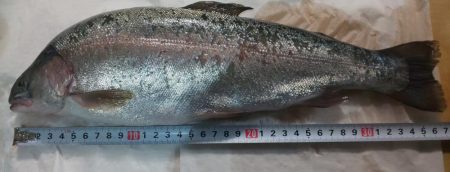 深日港 サクラマス