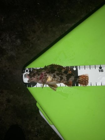 やっと満足できる釣果