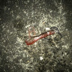 西宮キビレ数は居る