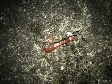 西宮キビレ数は居る