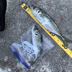 アジングのはずが…