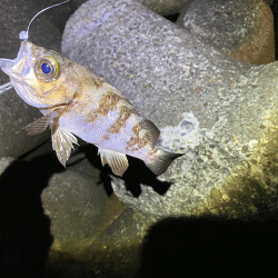 二見周辺メバリング