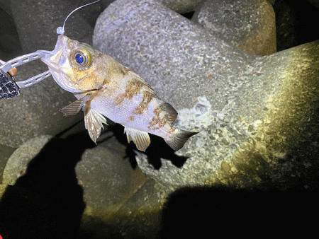 二見周辺メバリング