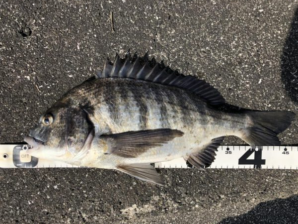 イチノ兄弟、釣果!