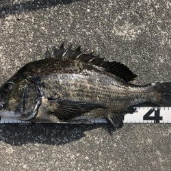 イチノ兄弟、釣果！