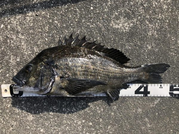 イチノ兄弟、釣果！