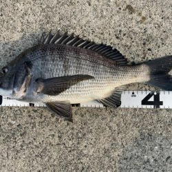 イチノ兄弟、釣果！