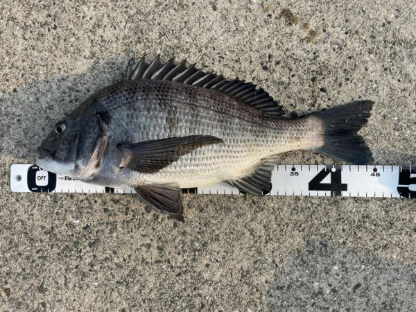 イチノ兄弟、釣果！