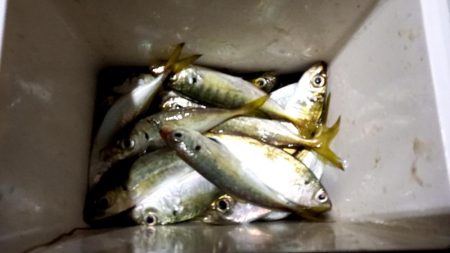 どうしてもアジが釣りたくて