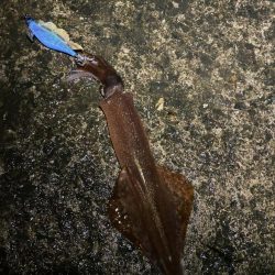 エギング！爆風でしたが、楽しかった