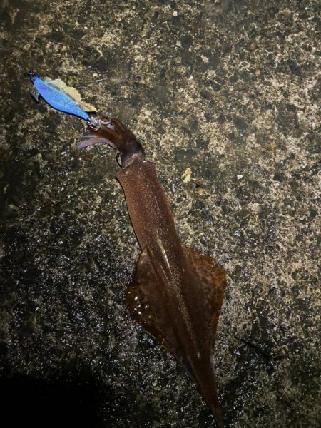 エギング！爆風でしたが、楽しかった