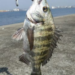 今年2戦目 半誘導沈め釣りに挑戦