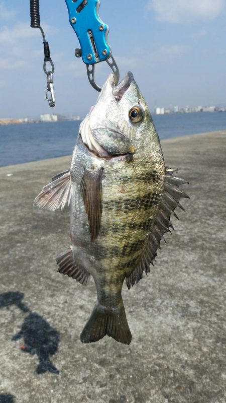 今年2戦目 半誘導沈め釣りに挑戦
