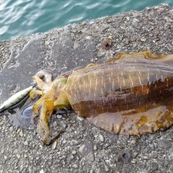 朝練エギング(^^)