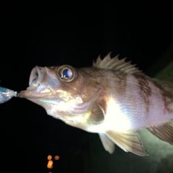 メバル(プラッキング)②