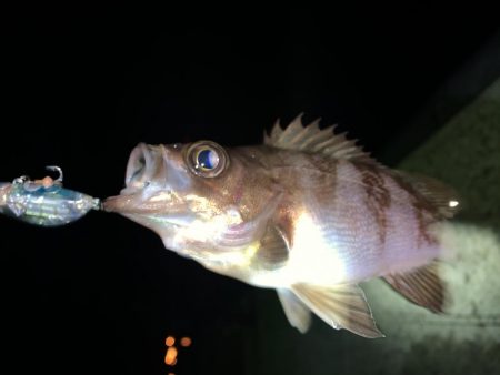 メバル(プラッキング)②