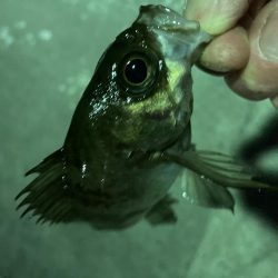 久しぶりの泉南メバリング