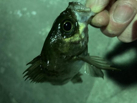 久しぶりの泉南メバリング