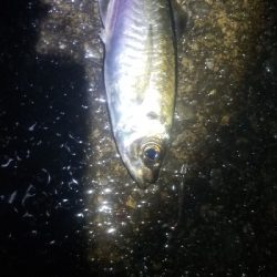 通勤前に少しアジング 尺有り