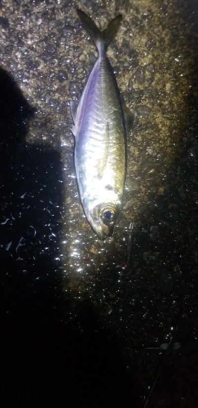 通勤前に少しアジング 尺有り