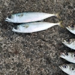 アジング)釣りで怖いのは人でした。