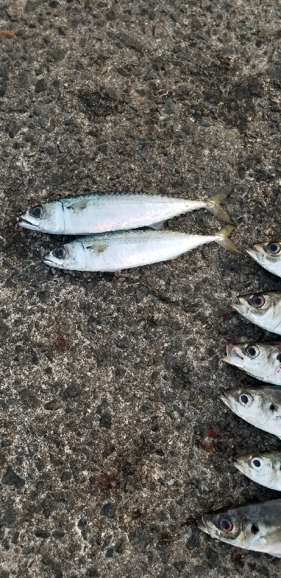 アジング)釣りで怖いのは人でした。