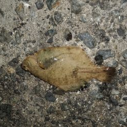 イカ釣りのはずが…