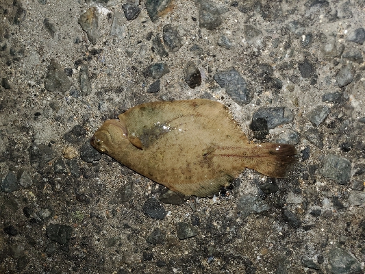 イカ釣りのはずが…