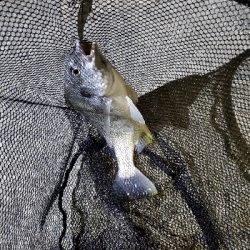 ブリームゲーム