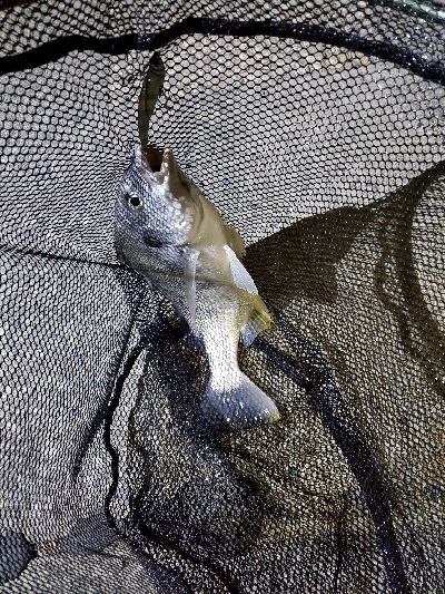 ブリームゲーム