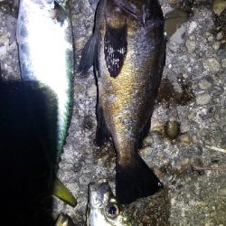 帰宅途中にアジング