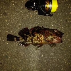 黒鯛の刺身おあずけ