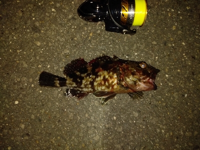 黒鯛の刺身おあずけ