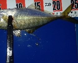 ライトゲーム三昧