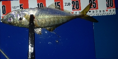 ライトゲーム三昧